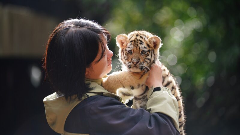 11 tiger cubs appear together in Kunming to meet tourists