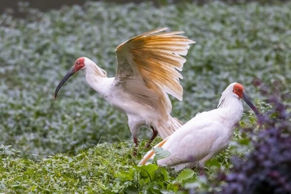 16 Japan-born crested ibises return to China