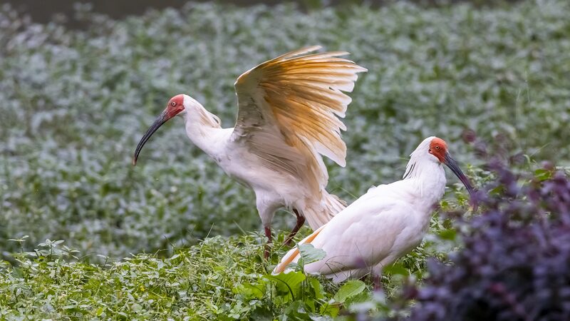 16 Japan-born crested ibises return to China