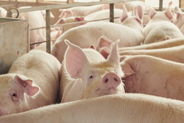 🐷 AI Cracks Pig Language: Decoding Oinks to Keep Pigs Happy! AI decodes oinks and grunts to keep pigs happy
