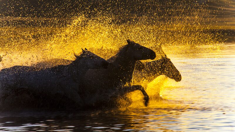 A magical encounter with sunrises and horses in Inner Mongolia