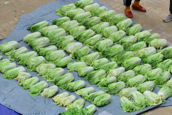 Veggie Vibes: Embracing Winter Traditions in South and Southeast Asia 🥕🌶️ A seasonal tradition of preparing for winter with vegetables