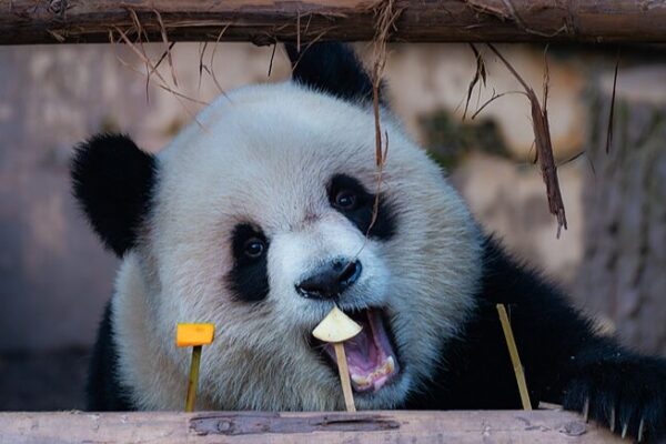 Chongqing’s Adorable Giant Pandas Chill Out: A Must-See 🐼 Adorable giant pandas enjoy leisurely time in Chongqing