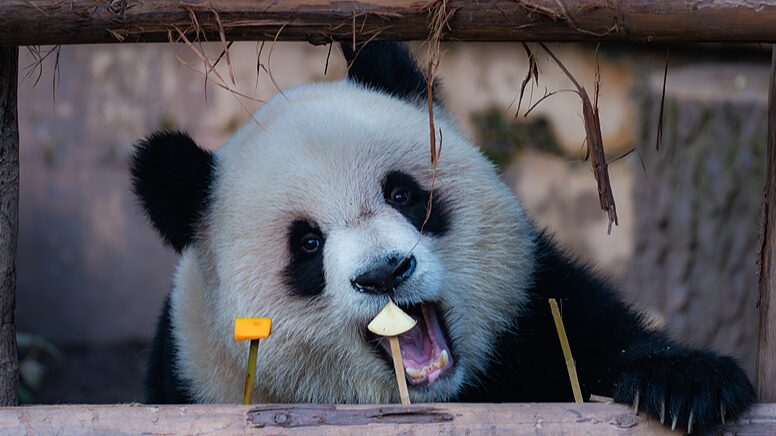 Adorable giant pandas enjoy leisurely time in Chongqing