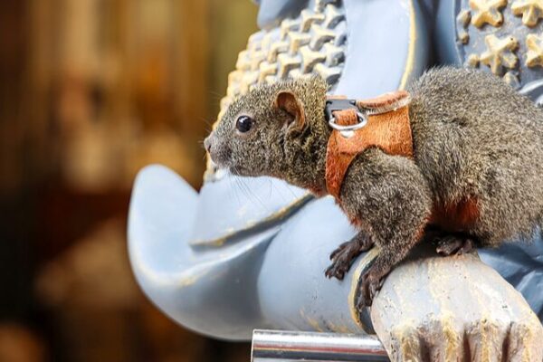 Adorable Squirrel Steals Hearts at Yungang Grottoes 🐿️💖 Adorable squirrel draws tourists to Yungang Grottoes