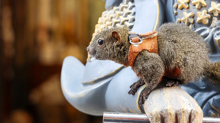 Adorable_squirrel_draws_tourists_to_Yungang_Grottoes - Namaste Headlines Adorable squirrel draws tourists to Yungang Grottoes