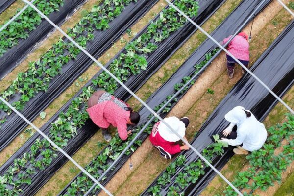 Agricultural_trade_helps_stabilize_China-US_relations - Namaste Headlines Agricultural trade helps stabilize China-US relations