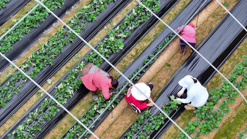 Agricultural_trade_helps_stabilize_China-US_relations - Namaste Headlines Agricultural trade helps stabilize China-US relations