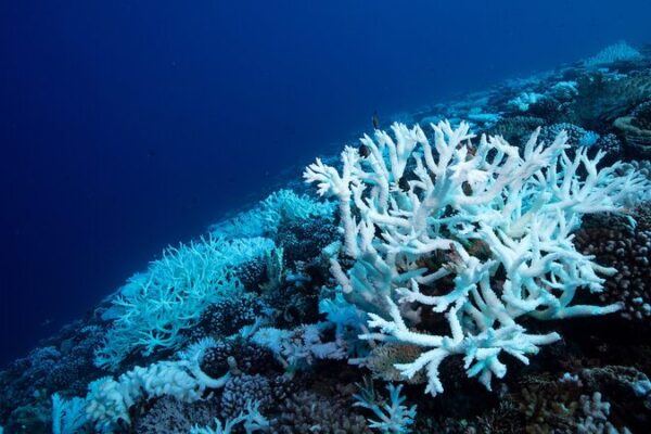 🌊 Ancient Clues: What Earth’s Past Tells Us About Modern Ocean Acidification Ancient climate crisis offers warning on modern ocean acidification