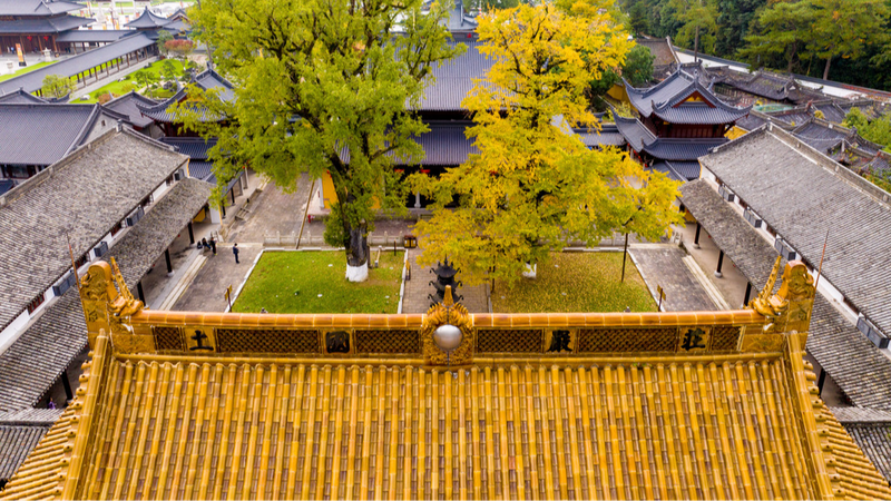 Ancient_ginkgo_trees_in_Zhejiang_draped_in_golden_clothes - Namaste Headlines Ancient ginkgo trees in Zhejiang 'draped in golden clothes'