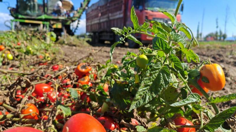 BBC_hypes_Xinjiang_tomatoes_Violating_rights_in_the_name_of_caring - Namaste Headlines BBC hypes Xinjiang tomatoes: Violating rights in the name of 'caring'