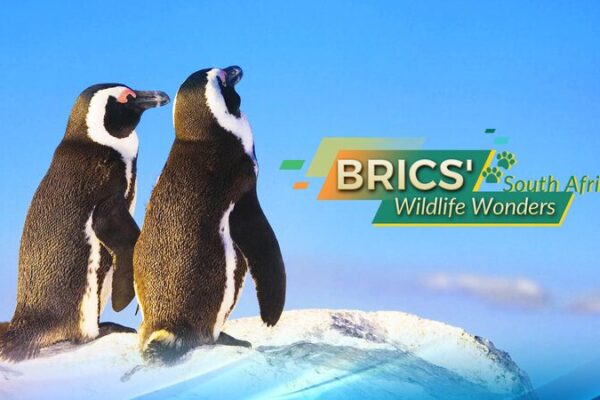 South Africa’s Wild Adventures: BRICS’ Wildlife Wonders Await 🦁🔥 BRICS' Wildlife Wonders: Republic of South Africa