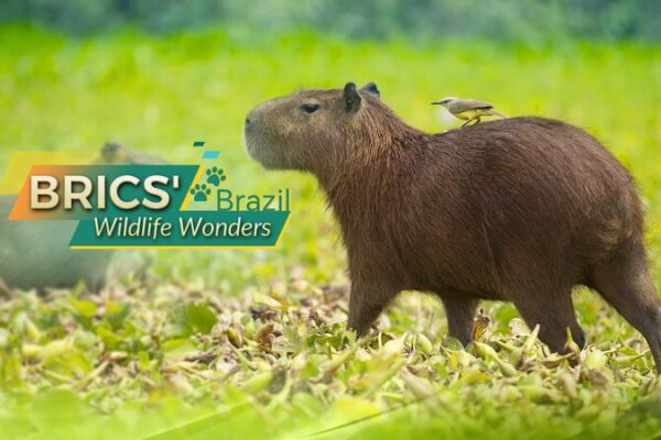 BRICS' Wildlife Wonders: Brazil