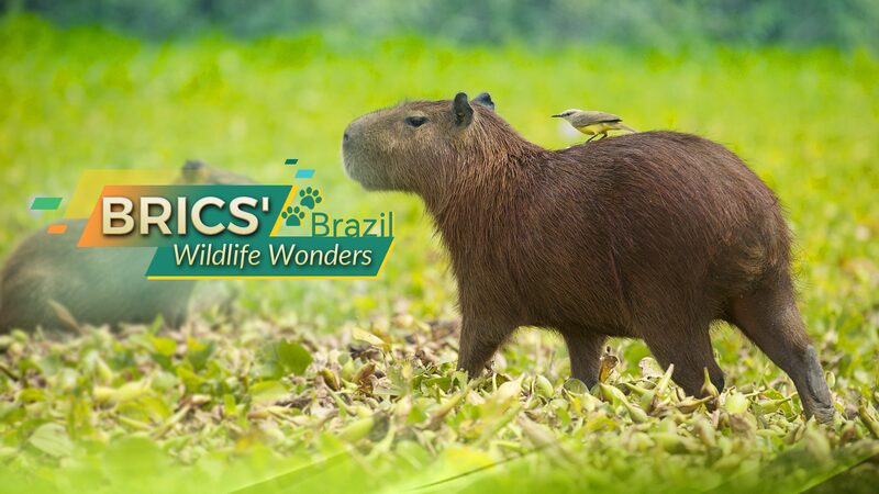 BRICS_Wildlife_Wonders_Brazil - Namaste Headlines BRICS' Wildlife Wonders: Brazil