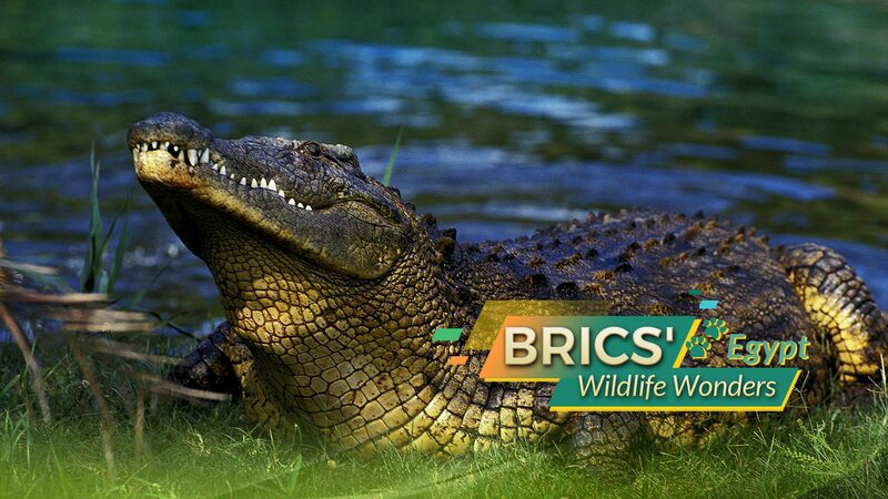 BRICS_Wildlife_Wonders_Egypt - Namaste Headlines BRICS' Wildlife Wonders: Egypt