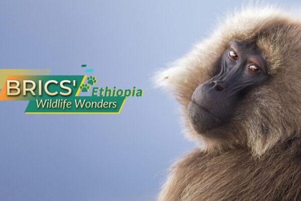 Ethiopia’s Wildlife Wonders: BRICS’ Newest Member’s Natural Treasures 🦁🌍 BRICS' Wildlife Wonders: Ethiopia