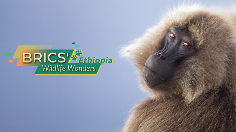 BRICS_Wildlife_Wonders_Ethiopia - Namaste Headlines BRICS' Wildlife Wonders: Ethiopia