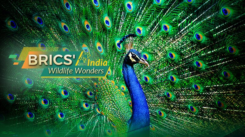 BRICS_Wildlife_Wonders_India - Namaste Headlines BRICS' Wildlife Wonders: India