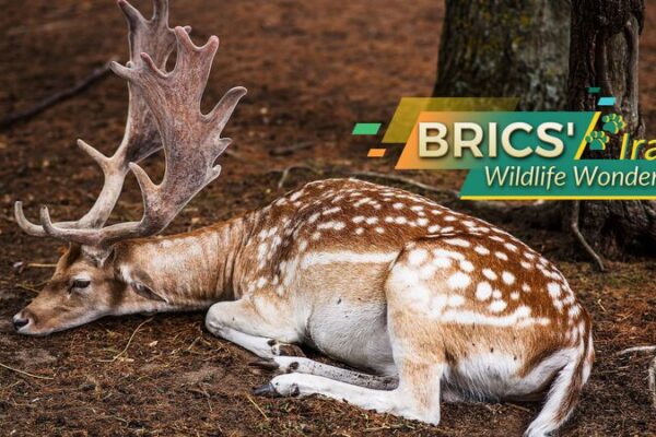 Iran’s Wildlife Wonders: BRICS’ New Hidden Gems 🐆🌿 BRICS' Wildlife Wonders: Iran