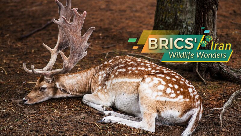 BRICS_Wildlife_Wonders_Iran - Namaste Headlines BRICS' Wildlife Wonders: Iran