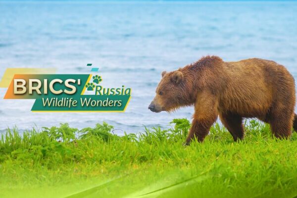 Russia’s Wild Wonders: A BRICS Adventure Awaits! 🌲🐻 BRICS' Wildlife Wonders: Russia