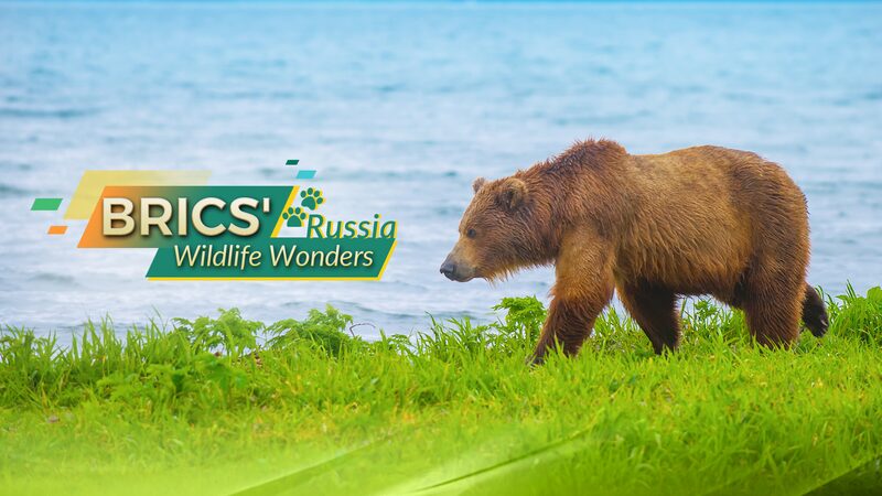 BRICS_Wildlife_Wonders_Russia - Namaste Headlines BRICS' Wildlife Wonders: Russia