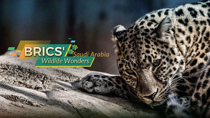 BRICS' Wildlife Wonders: Saudi Arabia