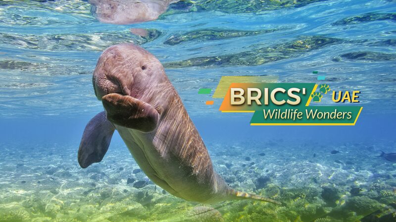 BRICS_Wildlife_Wonders_United_Arab_Emirates - Namaste Headlines BRICS' Wildlife Wonders: United Arab Emirates