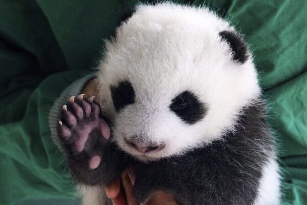 Berlin Zoo’s Baby Panda Twins Greet First Visitors! 🐼🐼 Baby panda twins greet first visitors in Berlin