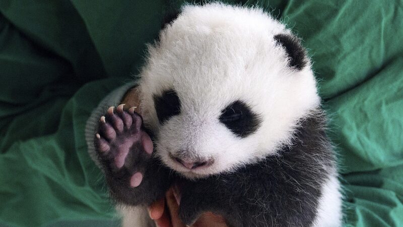 Baby_panda_twins_greet_first_visitors_in_Berlin - Namaste Headlines Baby panda twins greet first visitors in Berlin