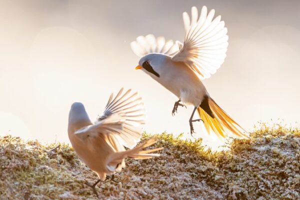 Bearded Reedlings Dance in Heilongjiang’s Winter Ballet Bearded reedlings put on winter ballet in Heilongjiang