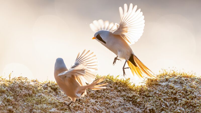 Bearded_reedlings_put_on_winter_ballet_in_Heilongjiang - Namaste Headlines Bearded reedlings put on winter ballet in Heilongjiang