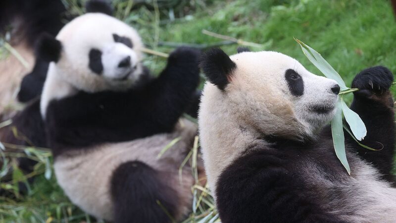 Belgian_zoo_to_return_three_giant_pandas_to_China_in_December - Namaste Headlines Belgian zoo to return three giant pandas to China in December