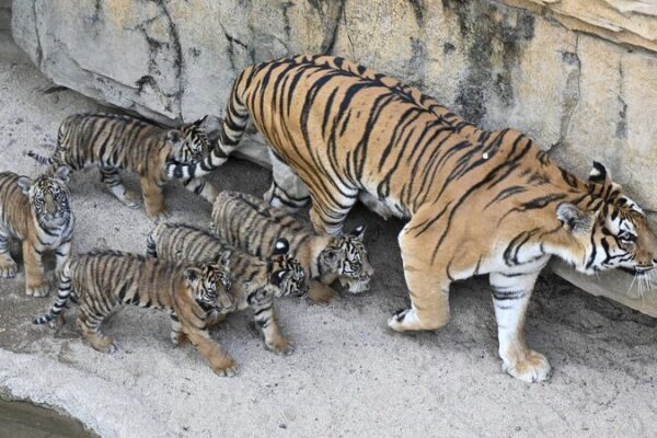 Adorable Bengal Tiger Quintuplets Debut in Guangzhou Zoo! 🐯🎉 Bengal tiger quintuplets make debut in Guangzhou