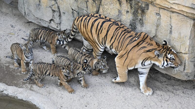 Bengal tiger quintuplets make debut in Guangzhou
