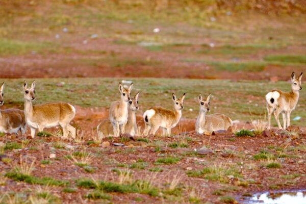 Sanjiangyuan’s Biodiversity Blossoms with New Protection Efforts 🌿 Biodiversity in Sanjiangyuan receives better protection