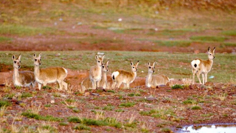 Biodiversity in Sanjiangyuan receives better protection