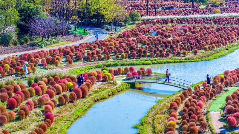 Broomsedge in Shanghai fluffy like a 'knitting wool ball'