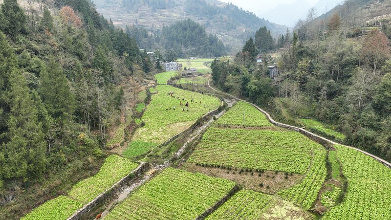 CMG_reveals_top_10_news_for_Chinas_rural_revitalization_in_2024 - Namaste Headlines CMG reveals top 10 news for China's rural revitalization in 2024