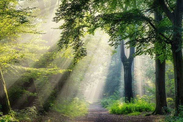 🌿 COP16: Embracing Peace with Nature for a Sustainable Future COP16: Peace with nature