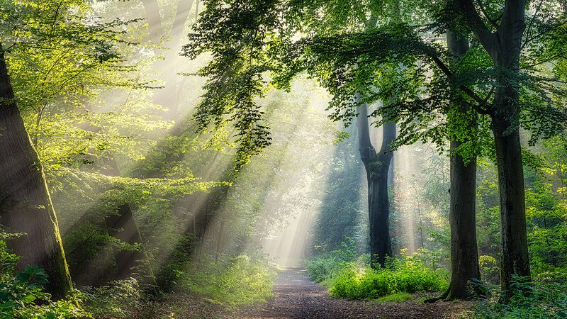 COP16_Peace_with_nature - Namaste Headlines COP16: Peace with nature