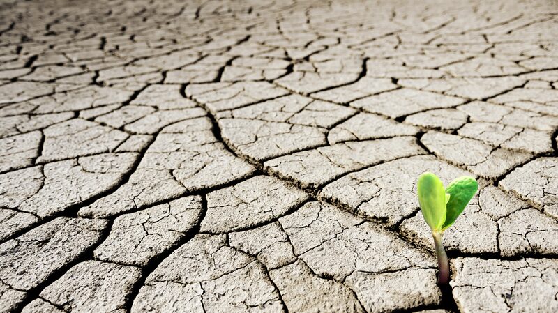 COP16 report warns three-quarters of global land 'permanently drier'