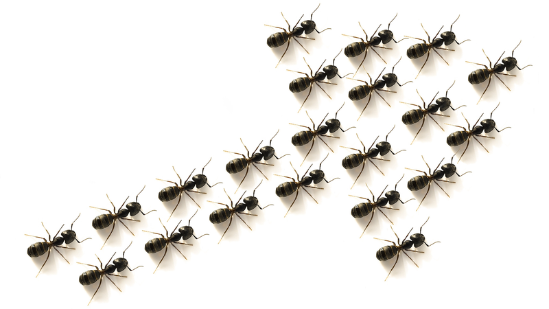 China_develops_polarization_photodetector_mimicking_desert_ant - Namaste Headlines China develops polarization photodetector mimicking desert ant