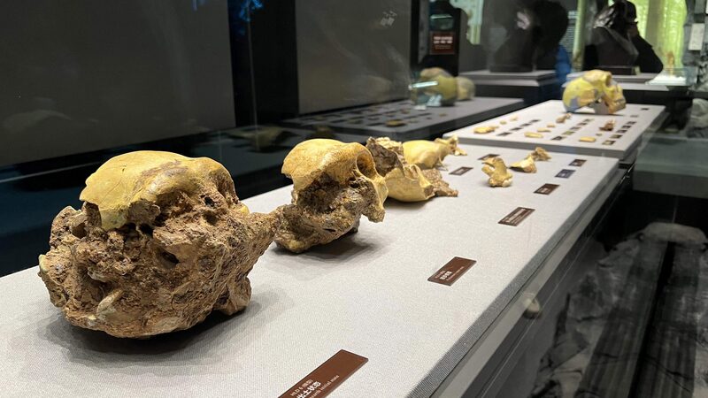 China_discovers_landmark_human_evolution_fossils - Namaste Headlines China discovers landmark human evolution fossils
