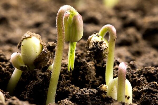 China Unveils Digital Soil Database 🌱📊: A Tech Leap for Agriculture China releases comprehensive digital soil database
