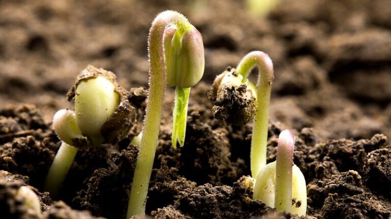 China_releases_comprehensive_digital_soil_database-3 - Namaste Headlines China releases comprehensive digital soil database