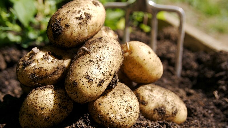 China scientists rush to climate-proof potatoes