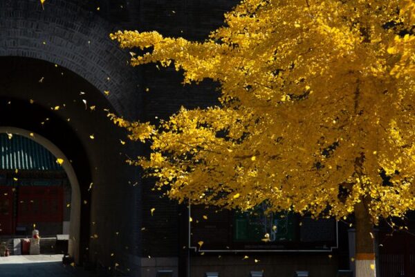 China’s Great Wall Glows with Autumn Splendor 🍁 China's Great Wall showcases its autumn beauty