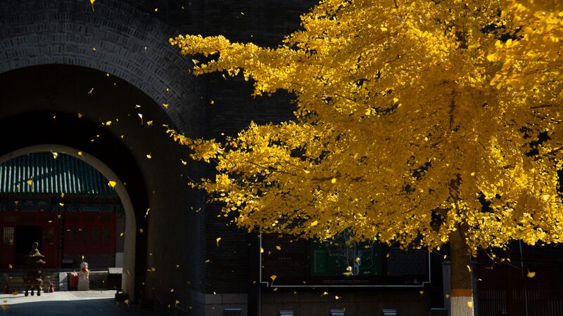 Chinas_Great_Wall_showcases_its_autumn_beauty - Namaste Headlines China's Great Wall showcases its autumn beauty