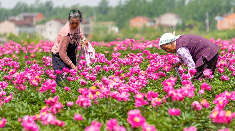 Chinese_herbaceous_peony_more_than_just_a_pretty_flower - Namaste Headlines Chinese herbaceous peony: more than just a pretty flower
